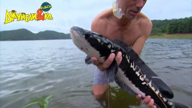 ДЕАГОСТИНИ ДЖУНГЛИ и КО МАКСИ ГИГАНТСКИЙ ЗМЕЕГОЛОВ DEAGOSTINI LISKA SHOW UNPACKING #14 смотреть онлайн