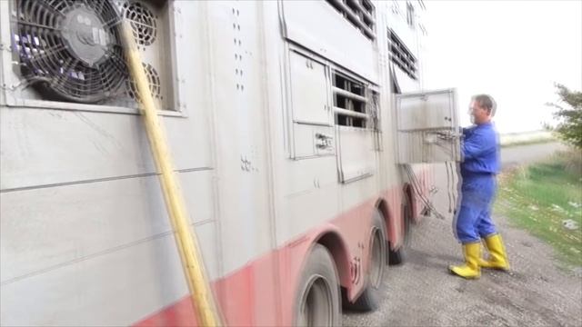 Беременные коровы едут 5500 км смотреть онлайн