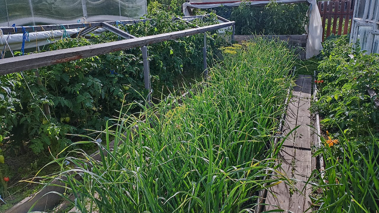 Сибирь.Огородный Vlog ?. Томаты. Капуста. Свёкла. Лук. смотреть онлайн