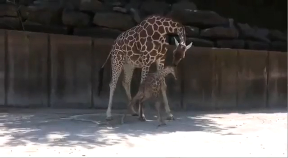 Жираф родился смотреть онлайн