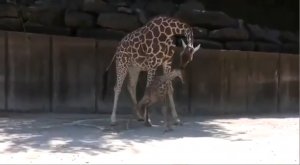 Жираф родился