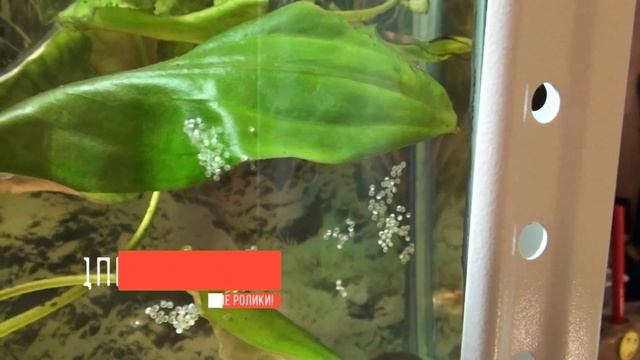 НЕРЕСТ КОРИДОРАСОВ | ИКРА КОРИДОРАСОВ смотреть онлайн