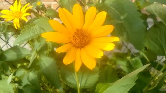 ЖЕЛТАЯ РОМАШКА, красивый цветок смотреть онлайн