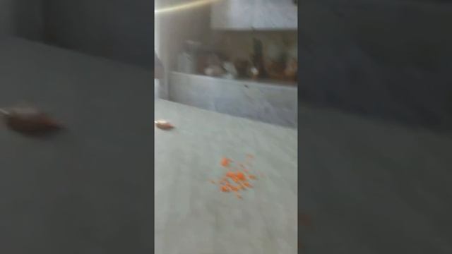 Как правильно кушать икру ? Ответ есть !!! смотреть онлайн