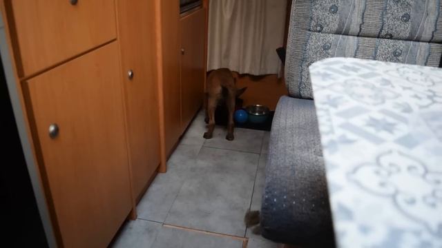 IL DÉTRUIT MON CAMPING-CAR ? смотреть онлайн