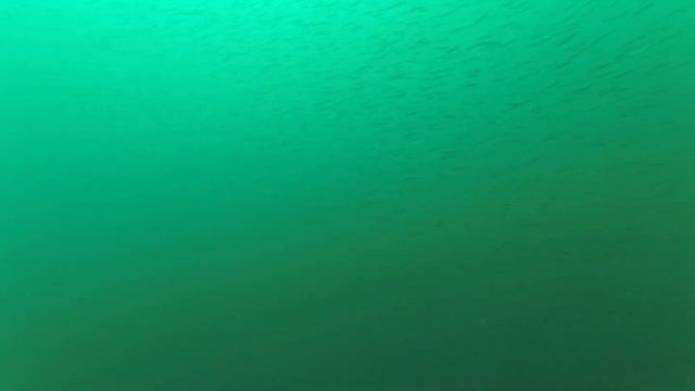 Косяки рыбы под водой в Териберке смотреть онлайн