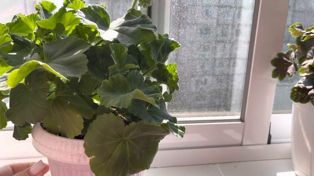 Спасаю пеларгоши от перегрева грунта, солнышко греет очень…. смотреть онлайн