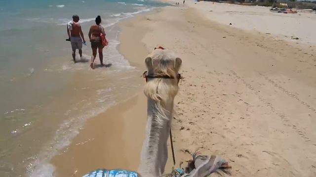 Тунис, Хаммамет. Отель Samira Club 2015. Катание на верблюде смотреть онлайн