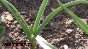 Декоративный лук – посадка и весенний уход