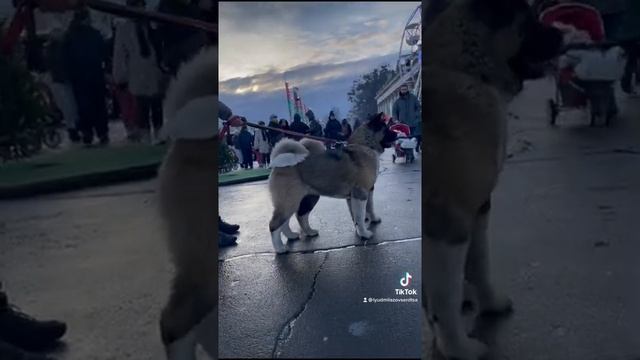 Щенки Акиты Американской ждут своих родителей! смотреть онлайн