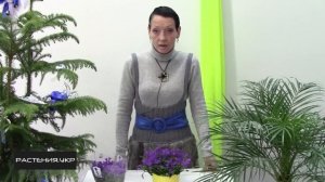 Кампанула уход в домашних условиях / Цветок жених и невеста