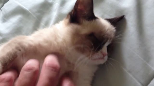 Сердитый кот - Grumpy Cat смотреть онлайн