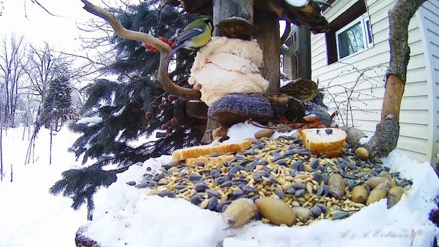 Зима 2022-2023, ПТИЦЫ НА КОРМУШКЕ-72