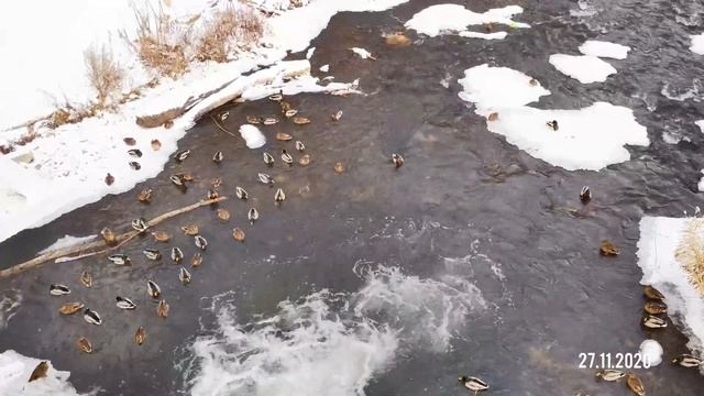 #Стерлитамак Дикие утки. р.Стерля район Дом Быта смотреть онлайн