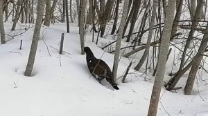 Глухарь или Тетерев?