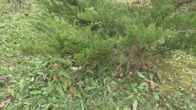 Влагозарядковый полив хвойных растений. смотреть онлайн