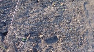 Первая обработка ежевики