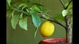 Как и чем подкормить лимон в домашних условиях