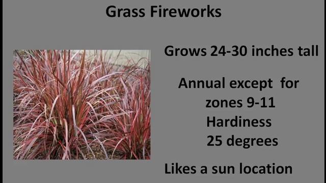 Pennisetum Variegated Red Fountain Grass Fireworks