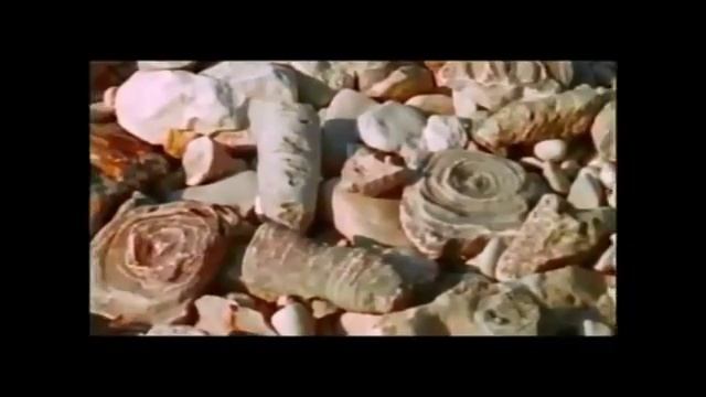 Море и птицы 6 смотреть онлайн