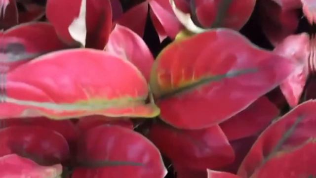 AGLAONEMA BEAUTY OVERLOAD смотреть онлайн