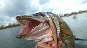 В поисках щучьих мест! Поймал щучек и судачка! Рыбалка на спиннинг! Рыбалка 2021!