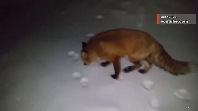 02.03.18. Лиса в городе. смотреть онлайн