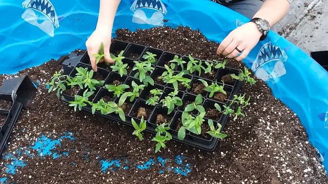 Potting Plant Plugs смотреть онлайн