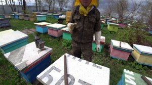 МАТКОВОДСТВО, РАБОТА НА ПАСЕКЕ С СЕМЬЯМИ СТАРТЁР И ВОСПИТАТЕЛЬНИЦАМИ..mp4