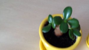 Результат тотальной обрезки денежного дерева. Часть4.Цитокининовая паста.