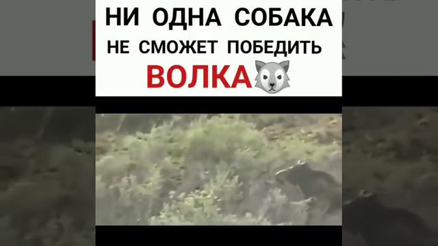 Вот почему у чеченцев волк символ))) смотреть онлайн