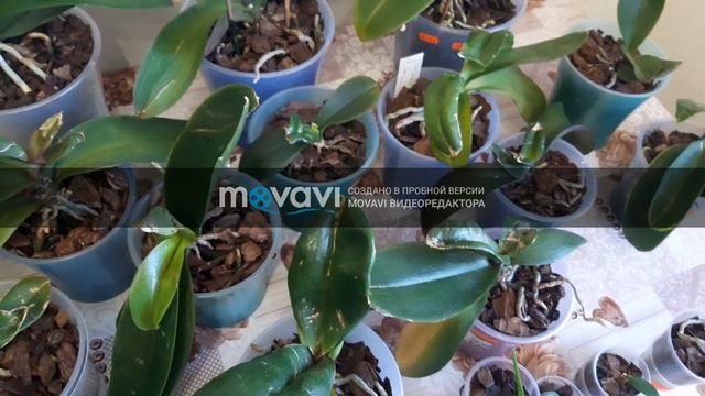 Борьба с насекомыми МУЧНИСТЫМ ЧЕРВЕЦОМ И КЛЕЩОМ на Орхидеи смотреть онлайн