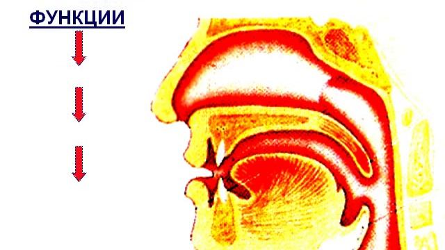 Презентация Дыхание Органы дыхательной системы Легкие смотреть онлайн