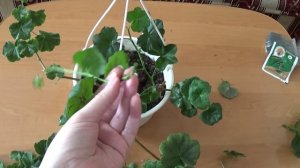 Весенняя обрезка плющелистной герани. Размножение черенками.