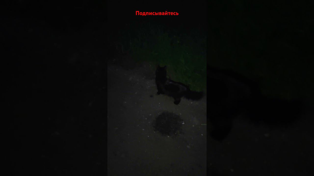 Черныш „На новой земле” (Кстати всем Спокойной ночи!)) смотреть онлайн