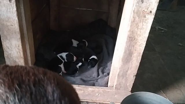 Русско-европейские лайки и такса. В стае прибавление. Пуля родила щенят. смотреть онлайн