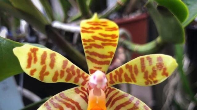 Phalaenopsis schilleriana цветение, моя коллекция природных Фаленопсисов смотреть онлайн