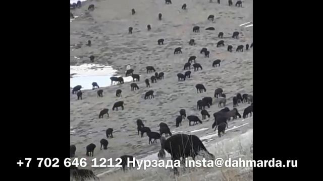 Гиссарские овцы и приотарные собаки Хозяйства Нурзада смотреть онлайн