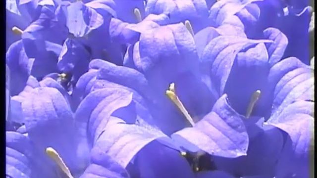 Горы особый мир смотреть онлайн