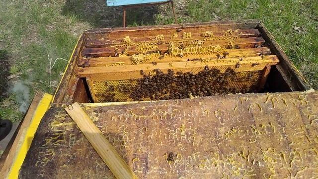 Какой ущерб наносит пчелосемье МЫШЬ, во время зимовки. смотреть онлайн