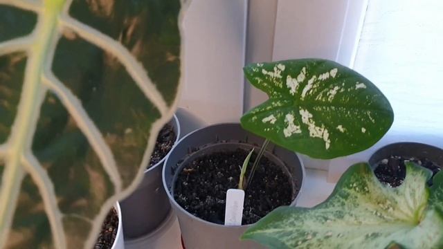 Ароидные / обзор коллекции комнатных растений/ июнь 2022 смотреть онлайн