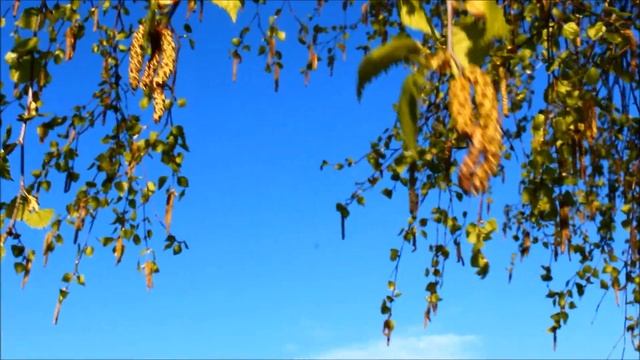 Весенний лес. Звуки живой природы. Голоса птиц в лесу весной. Видео для отдыха. Природа. смотреть онлайн