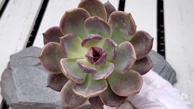 Echeveria Dark Chocolate смотреть онлайн
