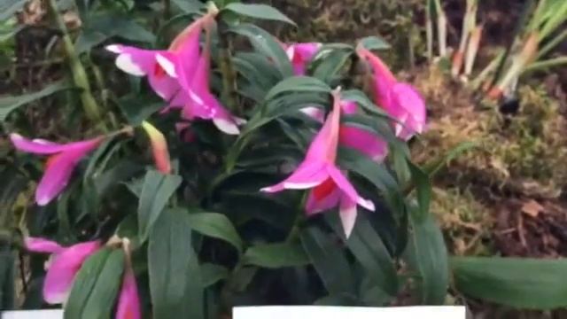 Dendrobium cuthbertsonii x sulawesiense kopf-orchideen смотреть онлайн