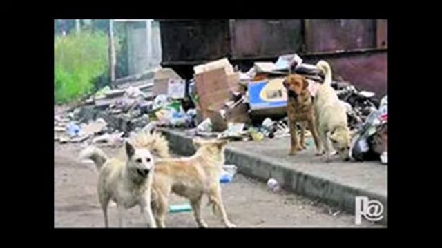 курган,волонтёрское движение "хвостик". смотреть онлайн