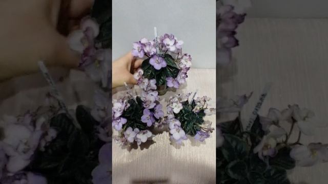 Фиалка миниатюрная (Sorano) Oksana. Обзор. смотреть онлайн