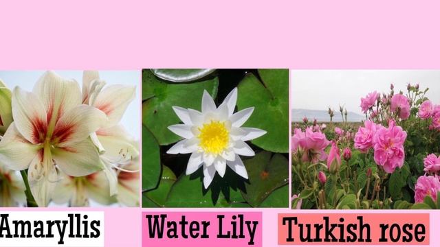DOLCE ROSA EXCELSA FRAGRANCE COMPOSITION смотреть онлайн