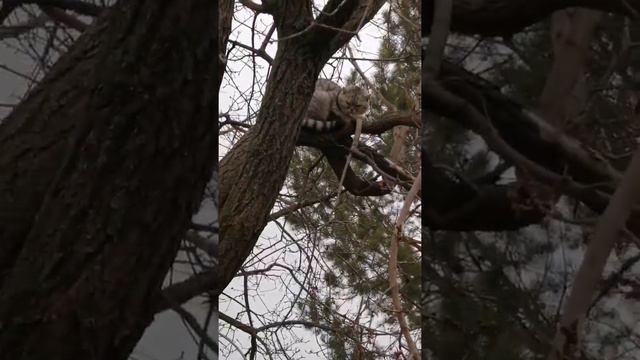 Леопольд разбушевался смотреть онлайн