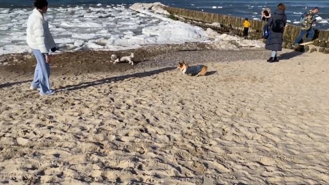 VLOG: Корги на море | Весёлая поездка на море | Жизнь корги Мэгги смотреть онлайн