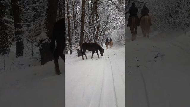 * ЛЬВОВ-СВЕТА* ВЕЩИЕ СНЫ. ИХ ЗНАЧЕНИЕ В ЖИЗНИ ЧЕЛОВЕКА. смотреть онлайн